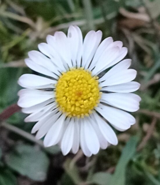 Gänseblümchen